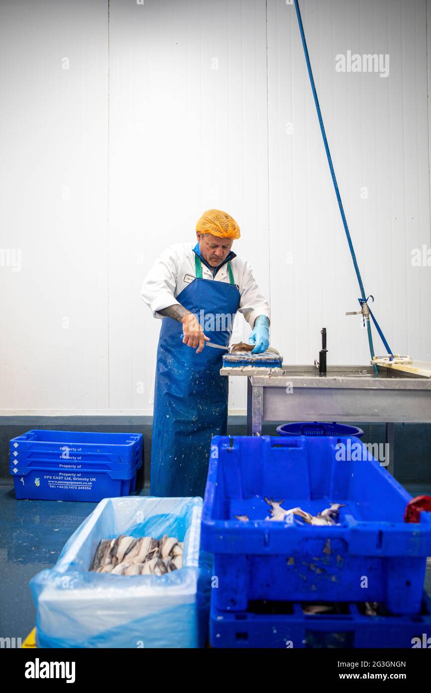 Fish Processing at Grimsby Fish Market, Grimsby Docks, Uk Fishing Stock