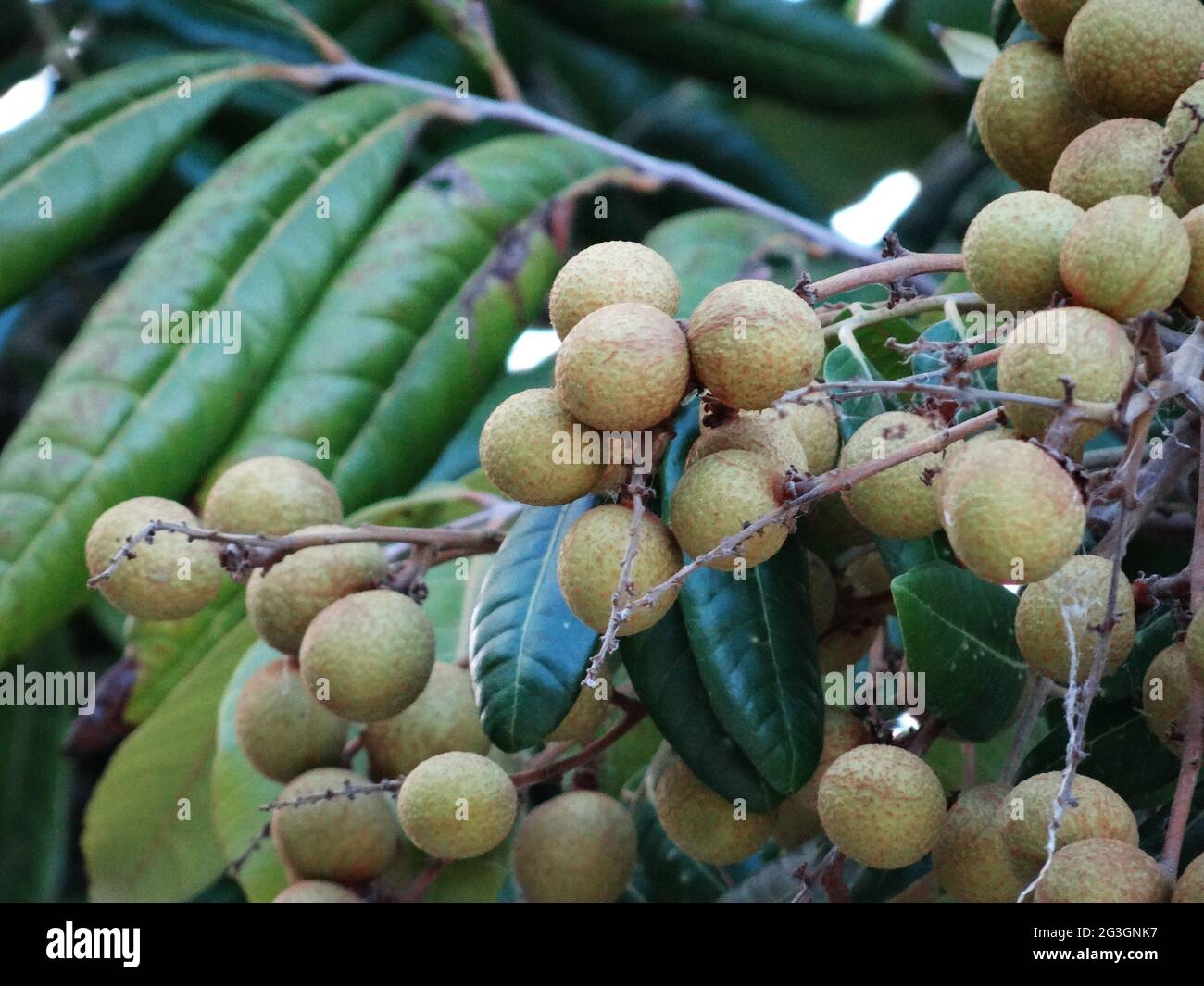 Longan fruit trees are full of longan fruits Stock Photo - Alamy