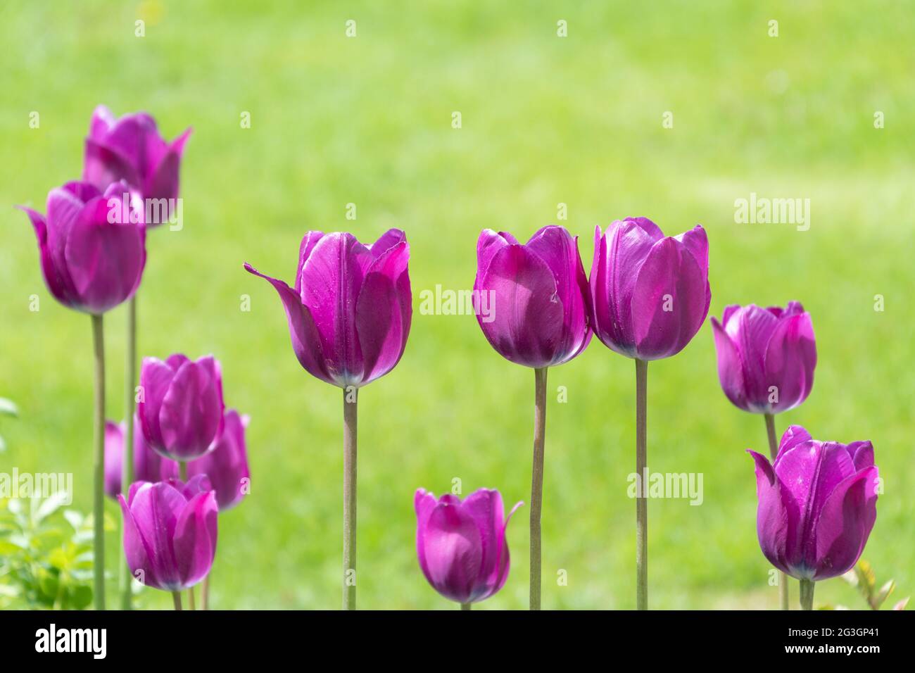 Summer and tulips are a gardener's dream. Stock Photo