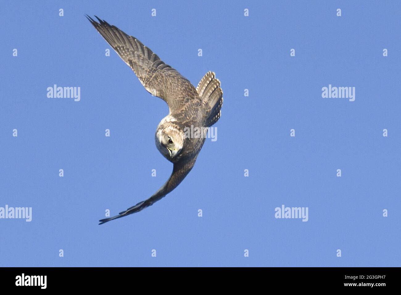 Peregrine Falcon(Falco peregrinus) Stock Photo