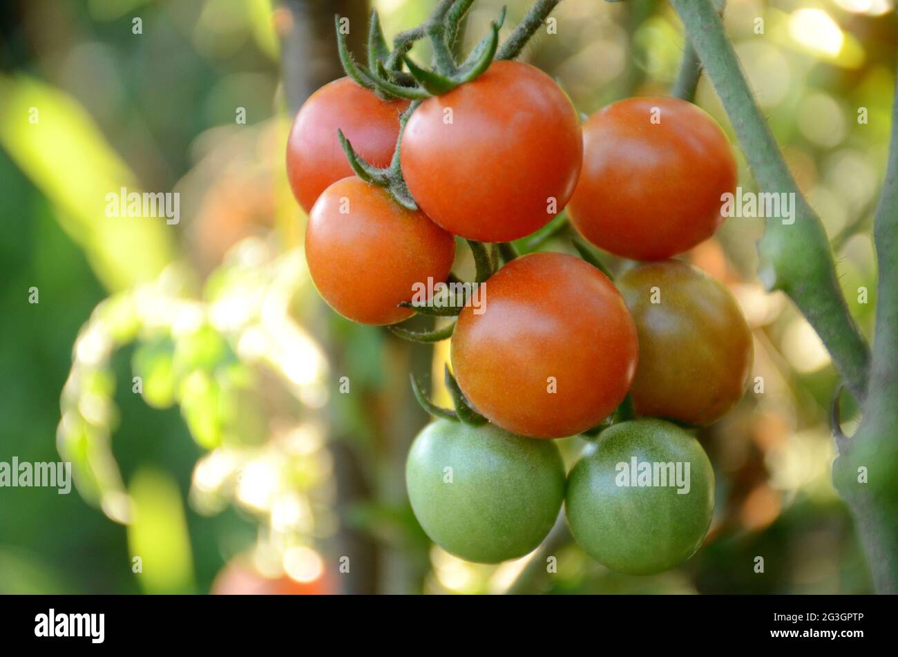 Selective focus of a bunch of red ripe tomatoes growing on a farm Stock ...