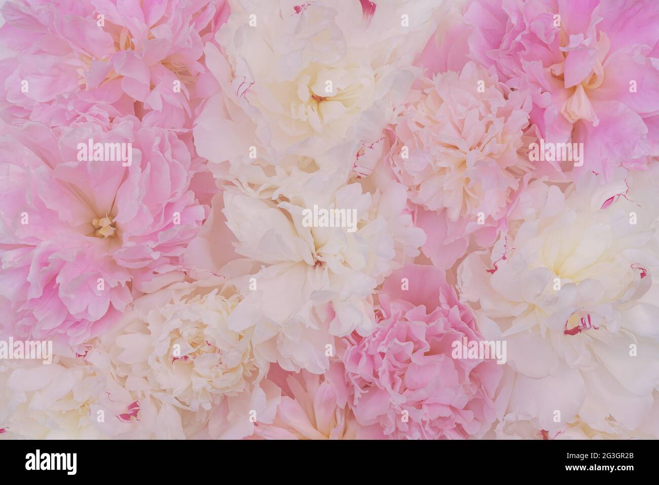 Delicate light peonies hi-res stock photography and images - Alamy
