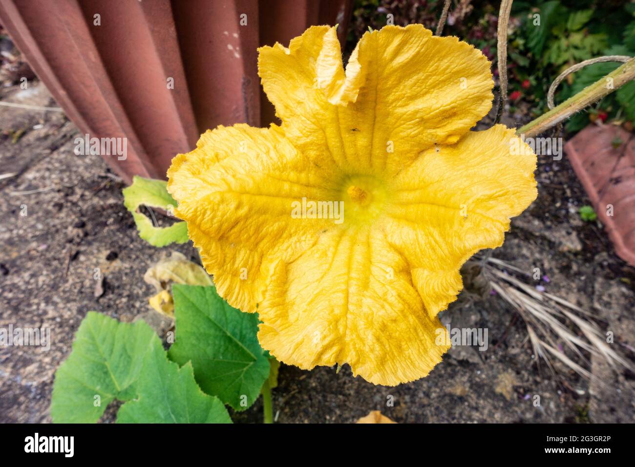 Yellow flower vegetable plant hires stock photography and images Alamy