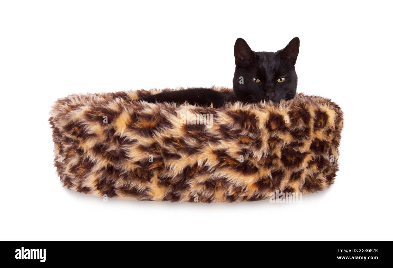 Black Cat Resting Stock Photo Alamy