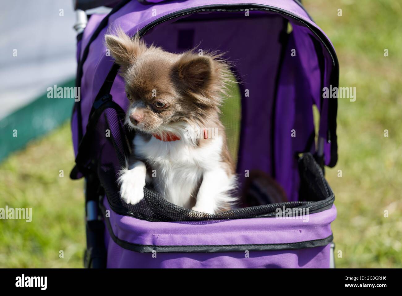 Chihuahua stroller sale