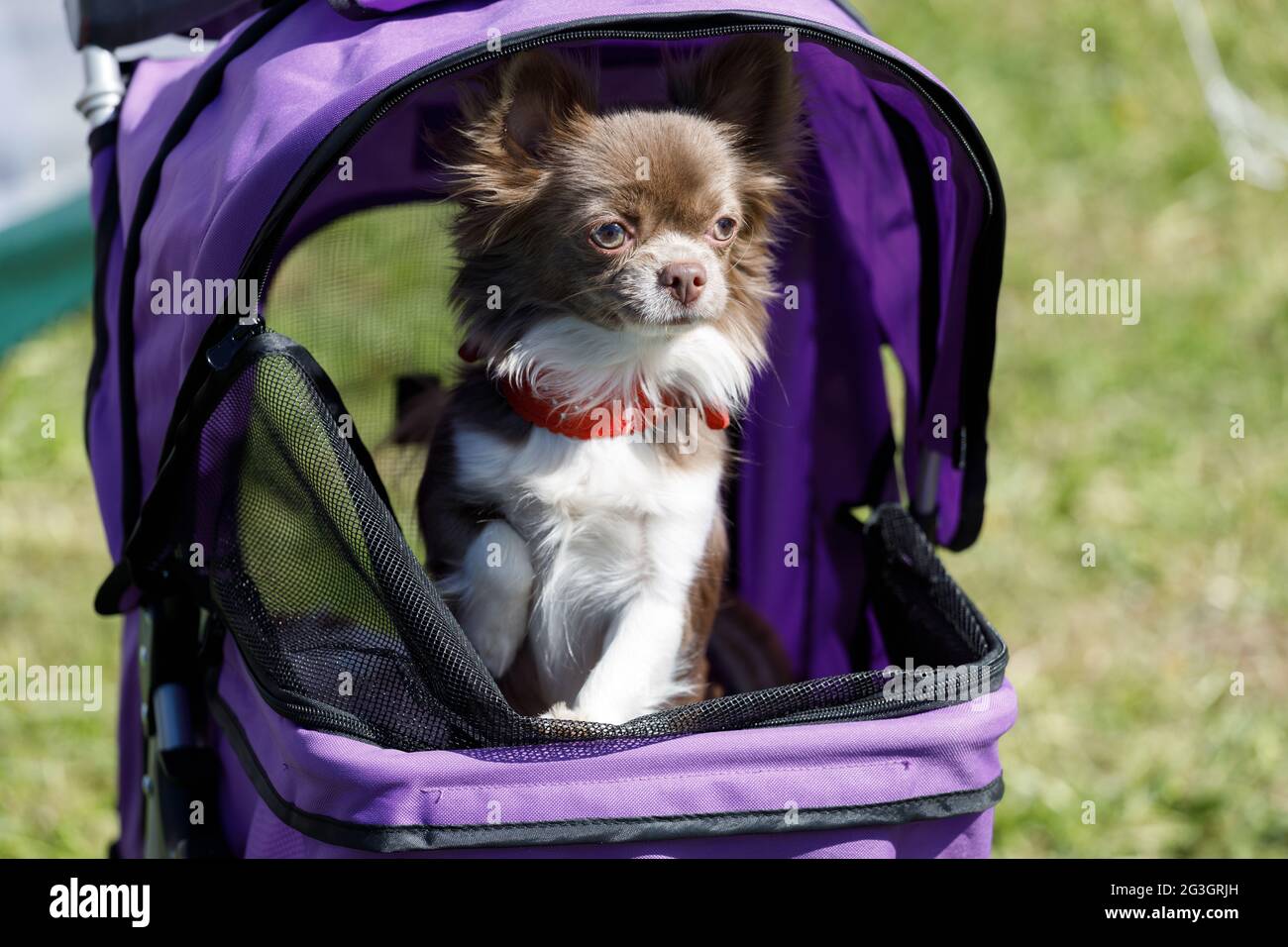 chihuahua stroller