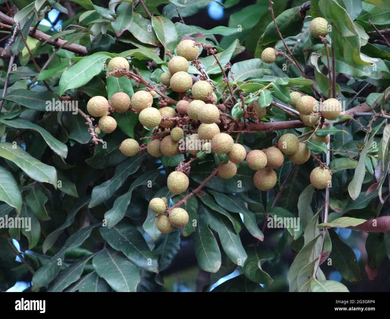 Longan fruit trees are full of longan fruits Stock Photo Alamy