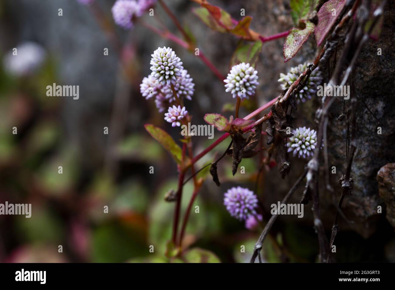 Selective focus shot of beautiful Persicaria Capitata (Polygonum) flowers Stock Photo