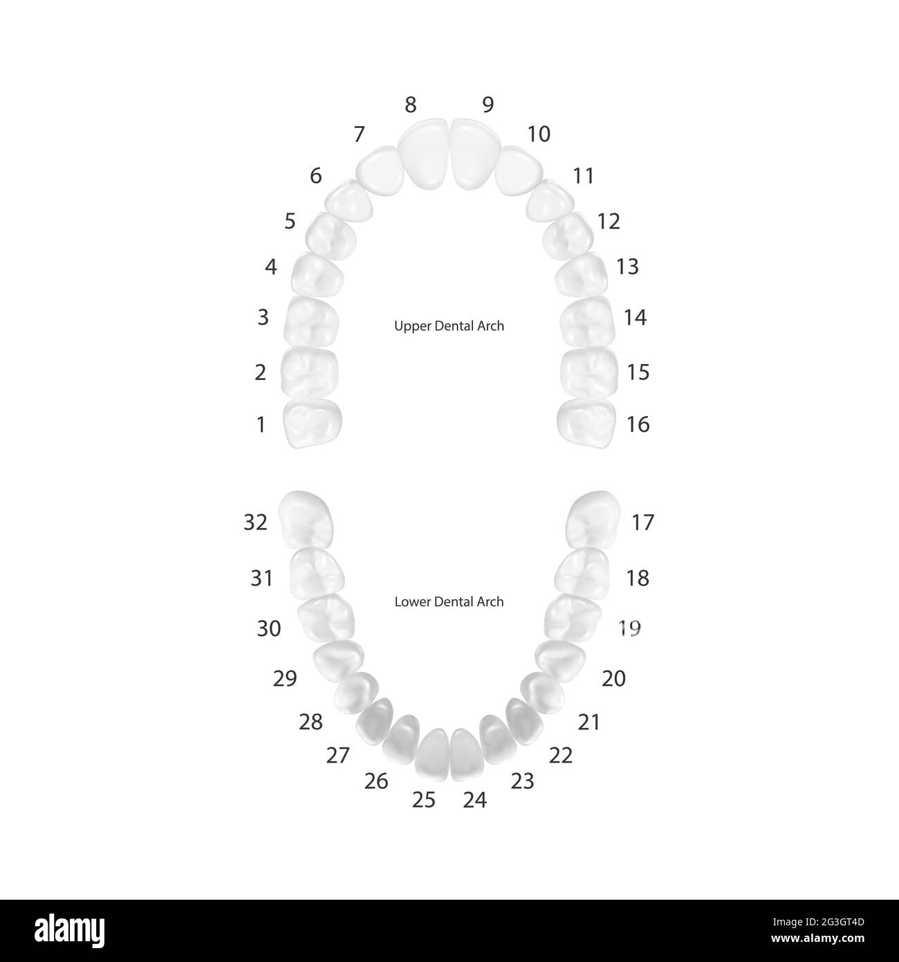 Vector 3d Realistic Teeth, Upper, Lower Adult Jaw, Top View. Anatomy Concept. Orthodontist Human Teeth Scheme Isolated. Medical Oral Health. Design Stock Vector