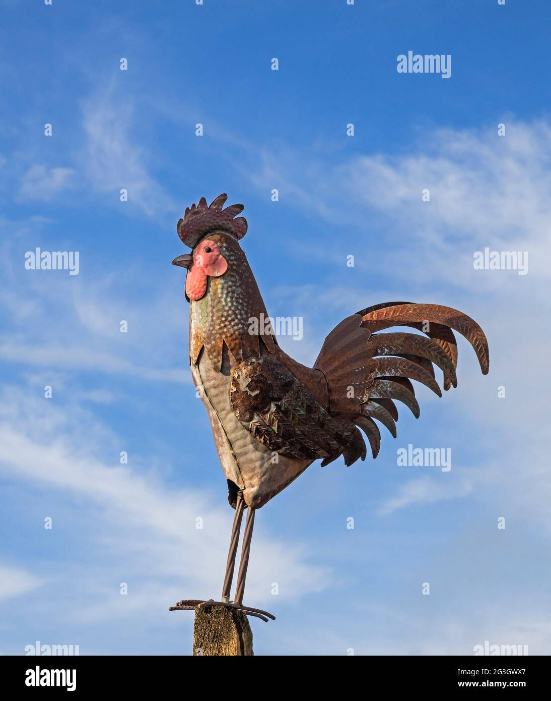 Funny rooster hi-res stock photography and images - Alamy