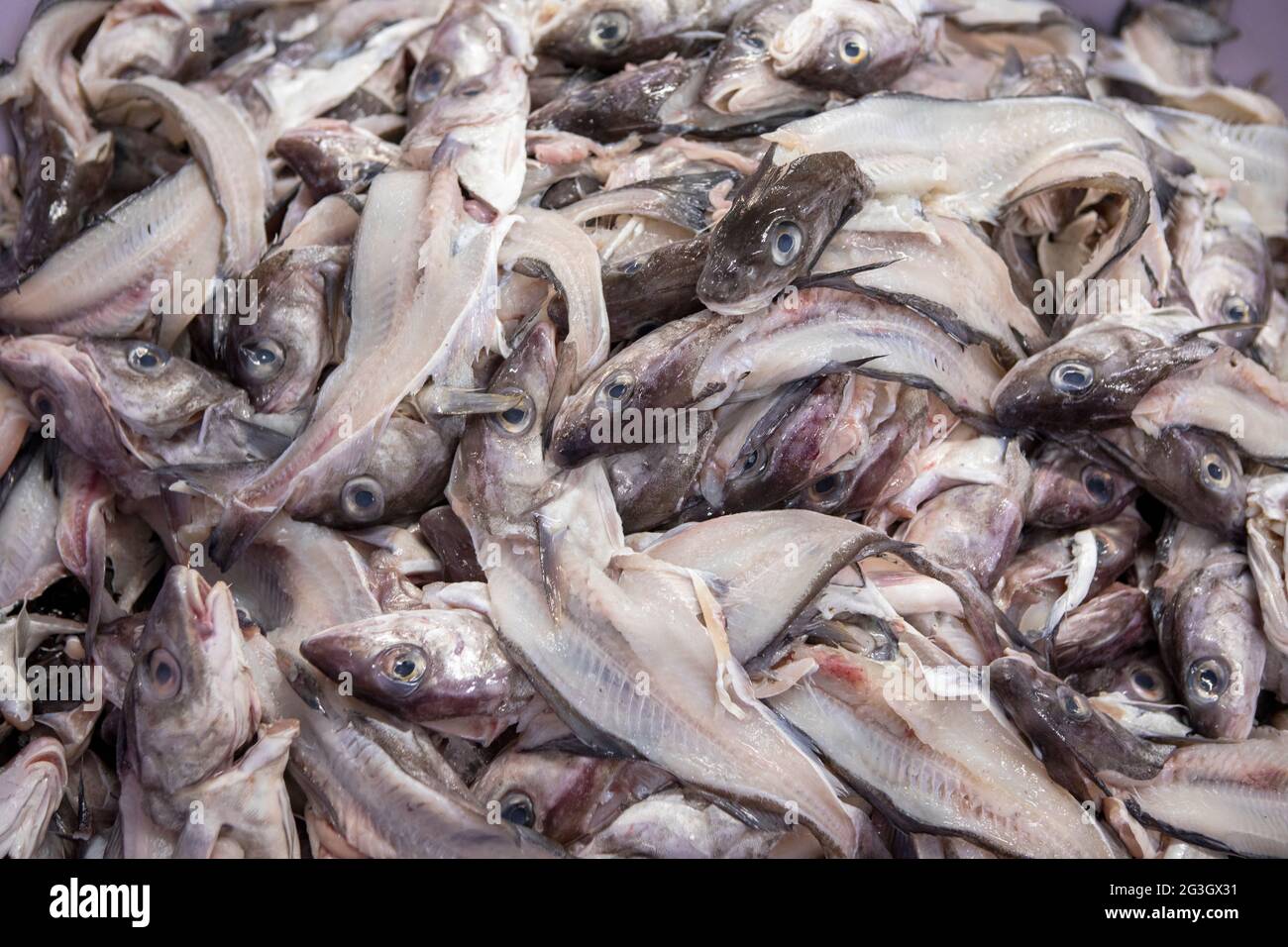 UK fishing Industry. The Fish Processing plant at Grimsby Fish Market