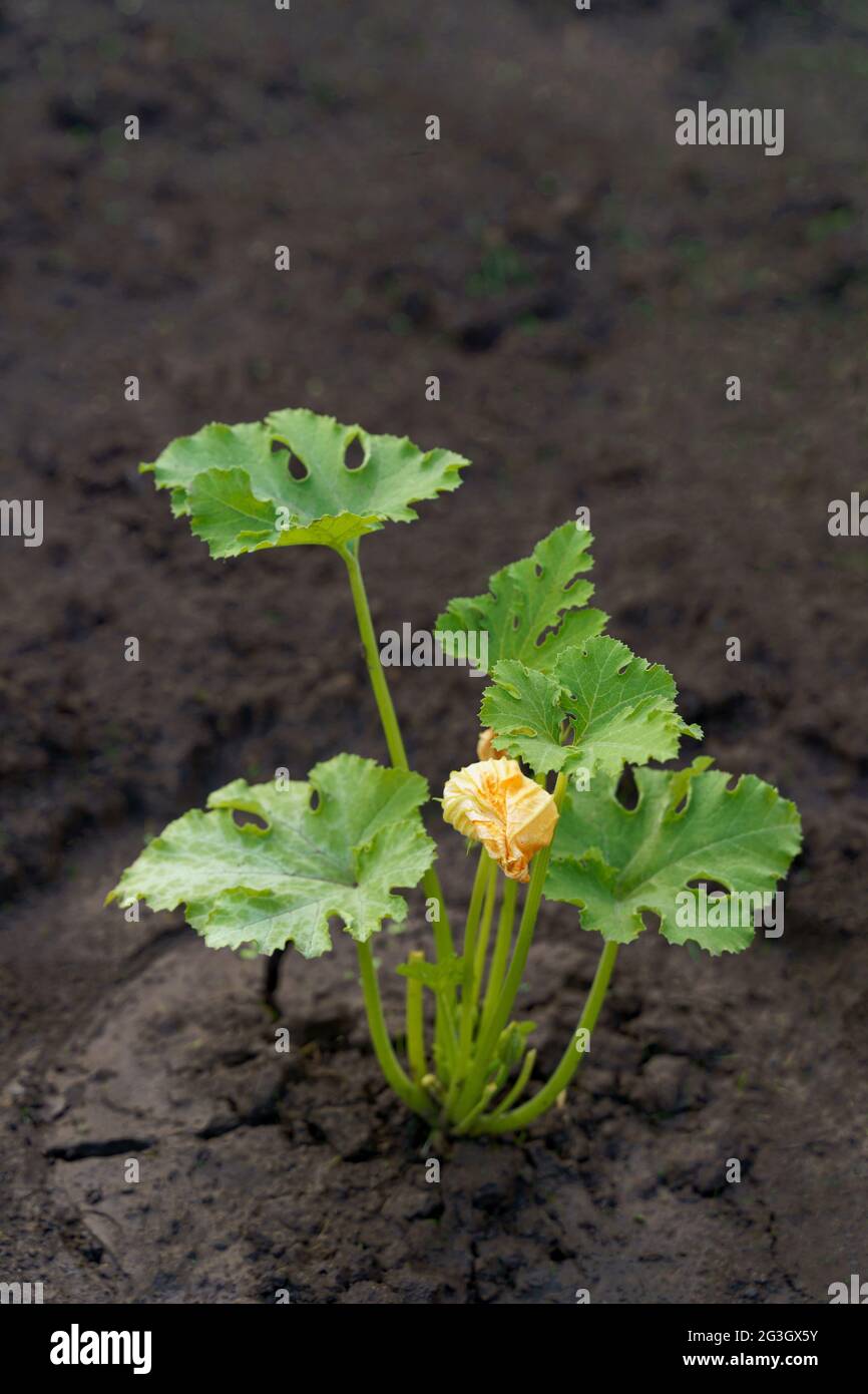 Green plant with green leaves and yellow flower zucchini or pumpkin on ground. Stock Photo