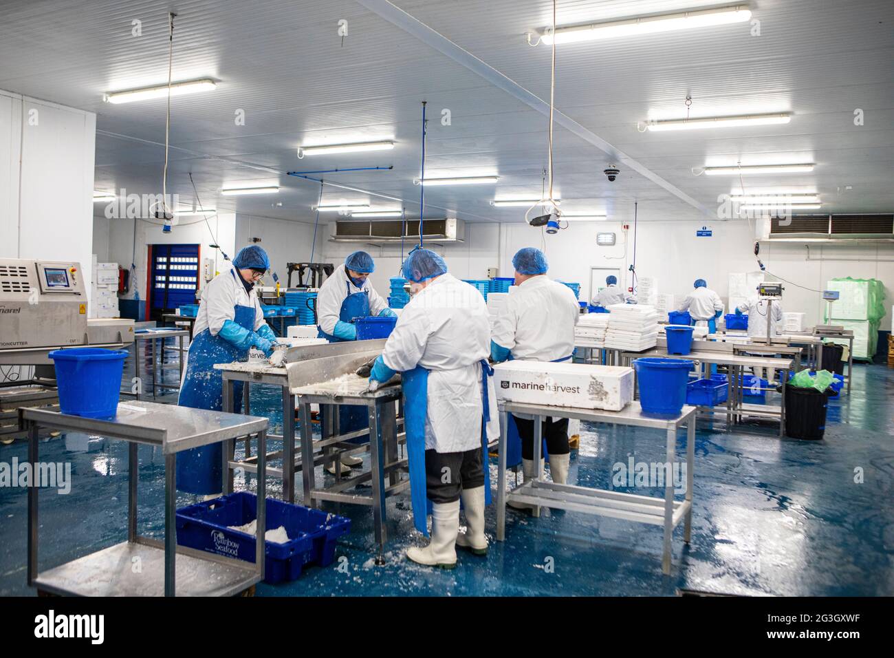 Fish Processing at Grimsby Fish Market, Grimsby Docks, Uk Fishing Stock