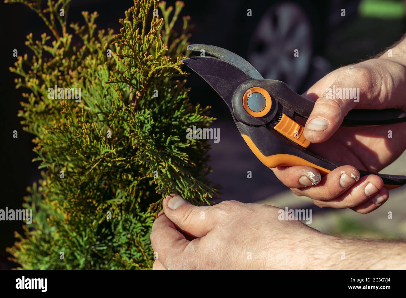 Hands of man who cuts thuja branches with a pruner in garden in sunlight Stock Photo