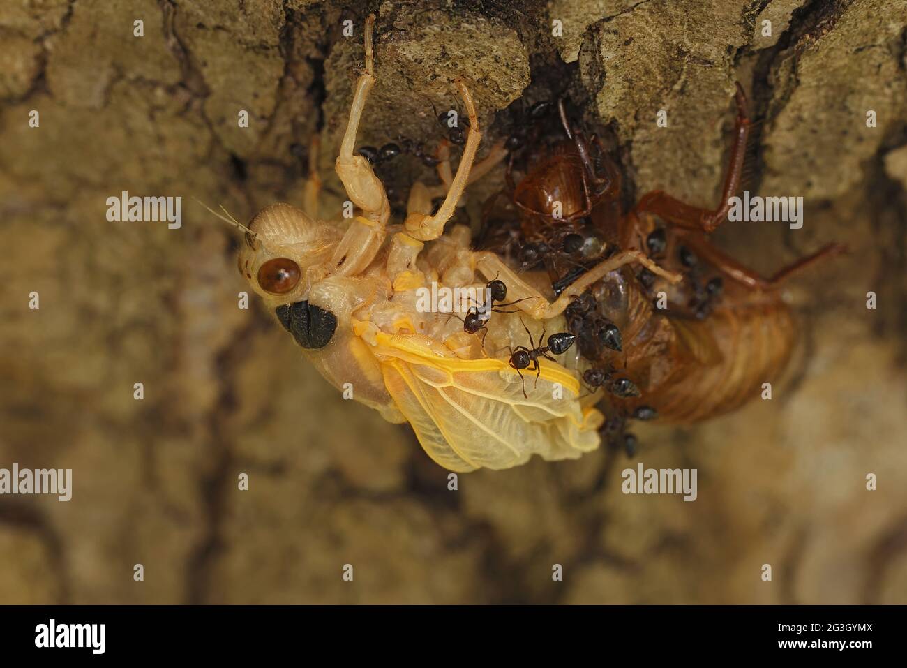 Periodical cicada, Magicicada septendecim, 17-year periodical cicada, teneral adult Brood X cicada, molting, being attacked and eventually consumed by Stock Photo