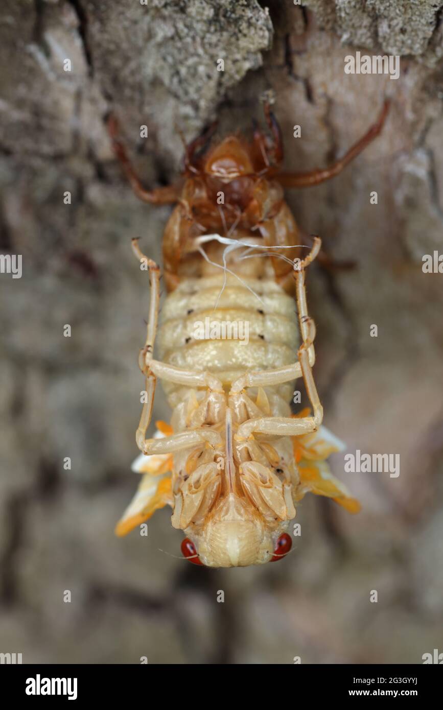 Periodical cicada, Magicicada septendecim, 17-year periodical cicada, Larva molting , teneral adult emerging, Brood X cicada,Maryland, June 2021 Stock Photo