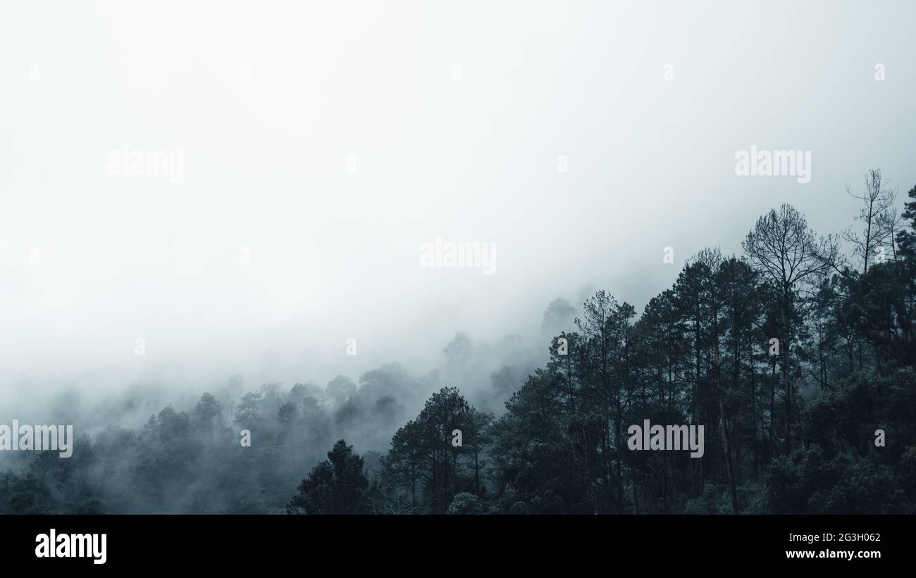 Trees in the natural forest and fog on a rainy day Stock Photo - Alamy