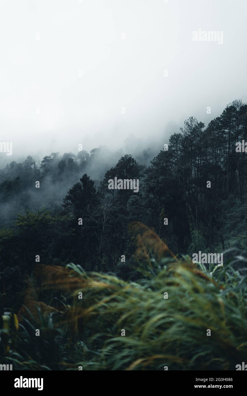 Trees in the natural forest and fog on a rainy day Stock Photo - Alamy