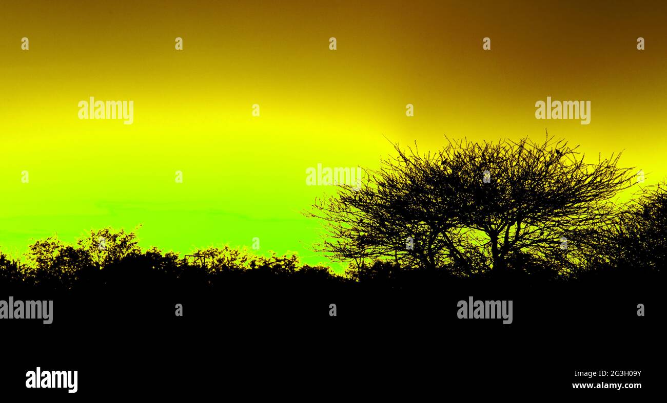 Big oak tree silhouette sunrise hi-res stock photography and images - Alamy