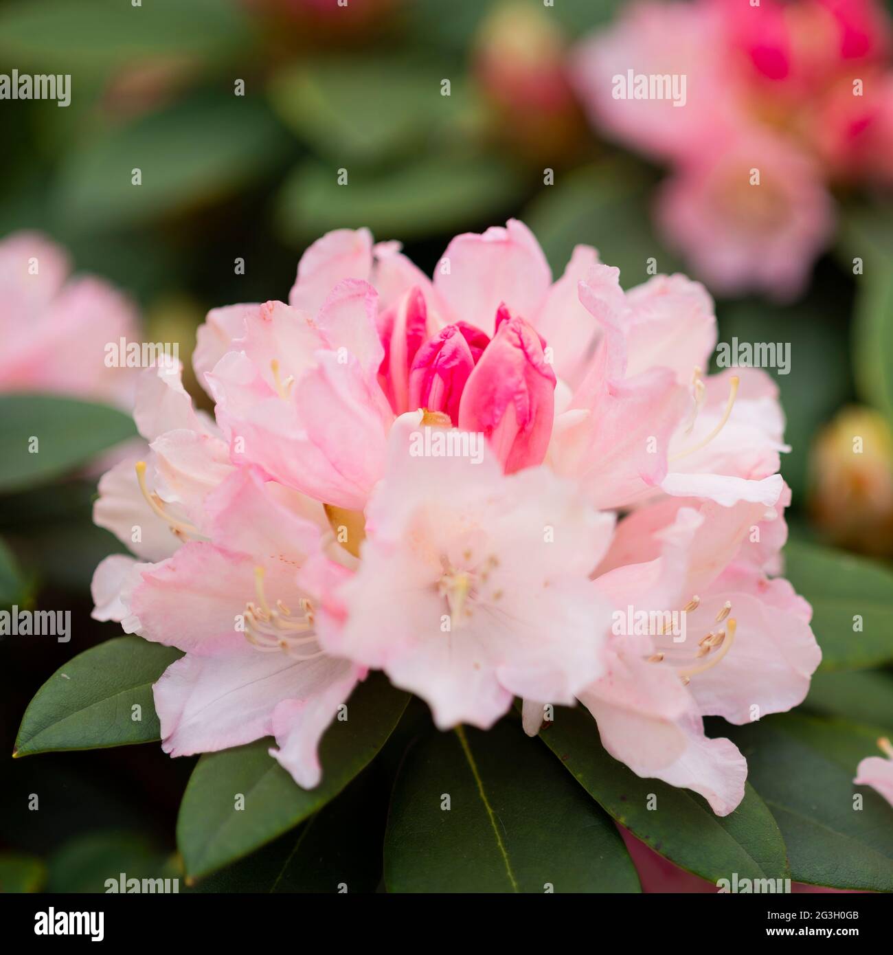 Rhododendron Shrub, 'Dreamland' Stock Photo