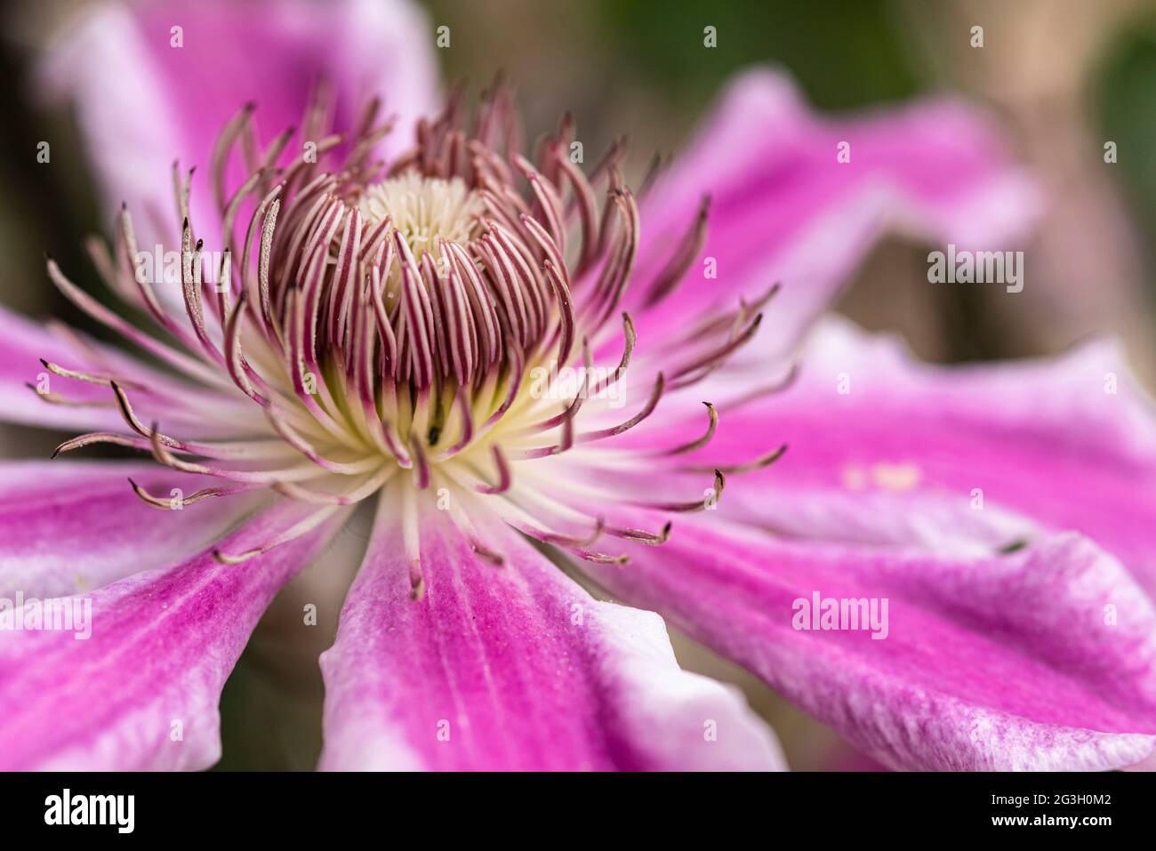 Clematis flower, Scartho Gem. Stock Photo