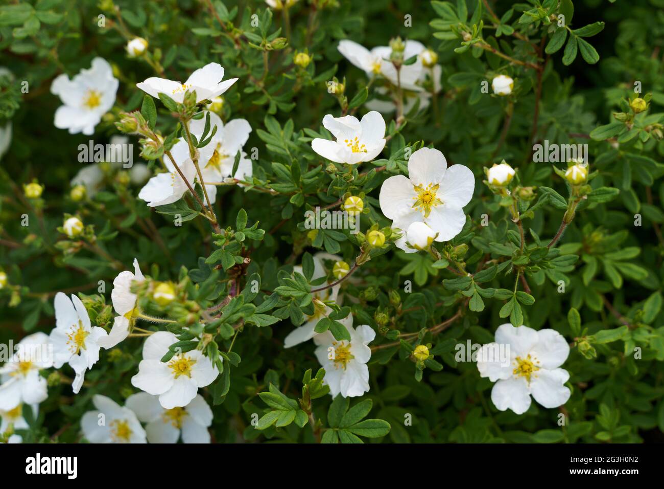 Bloodroot or cinquefoil white flowers and green leaves on green background Stock Photo