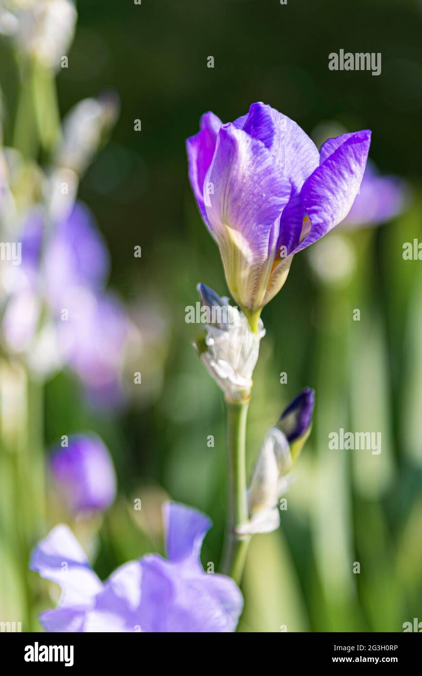 Purple iris plants in a house garden Stock Photo