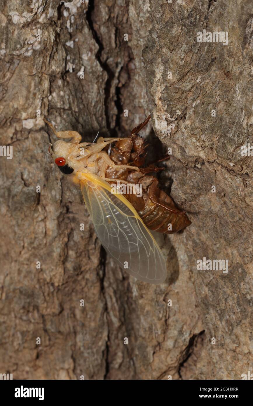 Periodical cicada, Magicicada septendecim, 17-year periodical cicada, Larva molting, adult emerging, arrested emergence due to cold weather, adult una Stock Photo
