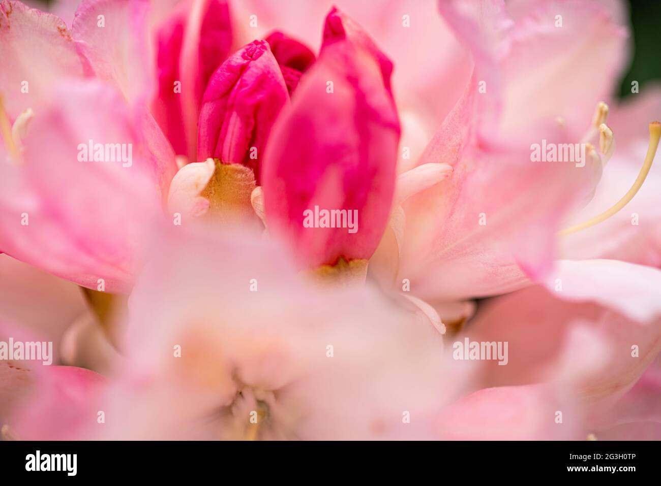 Rhododendron Shrub, 'Dreamland' Stock Photo