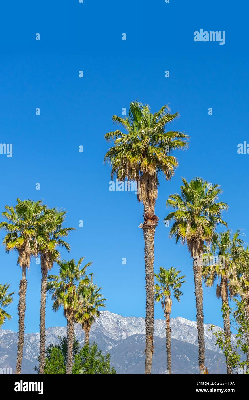 Tall palm trees in the Inland Empire of Southern California with snowcapped mountains in the background Stock Photo