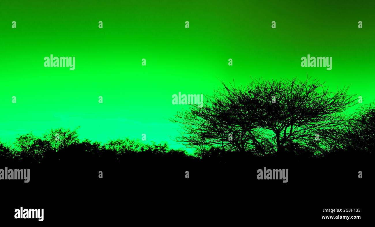 Big oak tree silhouette sunrise hi-res stock photography and images - Alamy