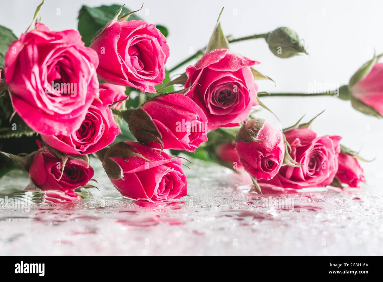 Blurred creative background of pink rose flowers. Partially ...