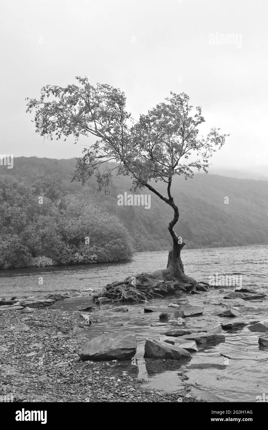 Lone tree on the shore of Llyn Padarn Stock Photo