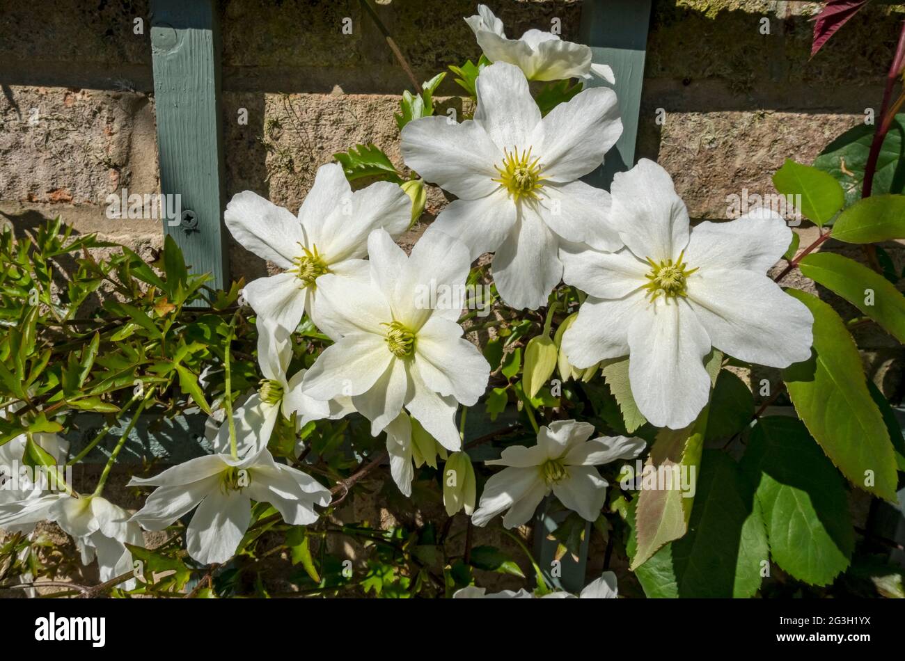 Close up of white clematis 'Avalanche' flower flowers flowering growing on a wall in the garden in spring England UK United Kingdom GB Great Britain Stock Photo