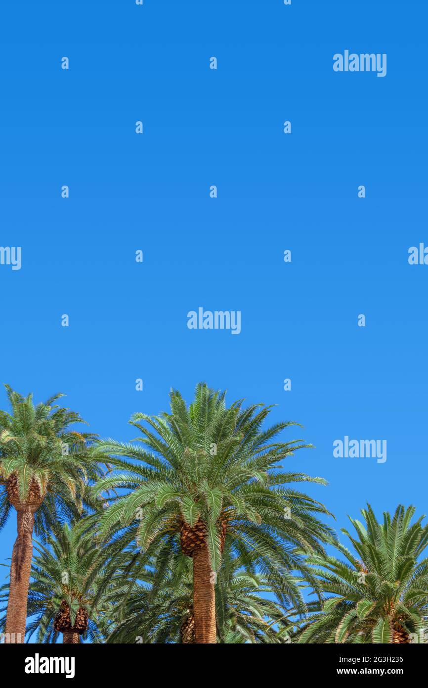 Group of lush palm trees with clear blue sky Stock Photo - Alamy