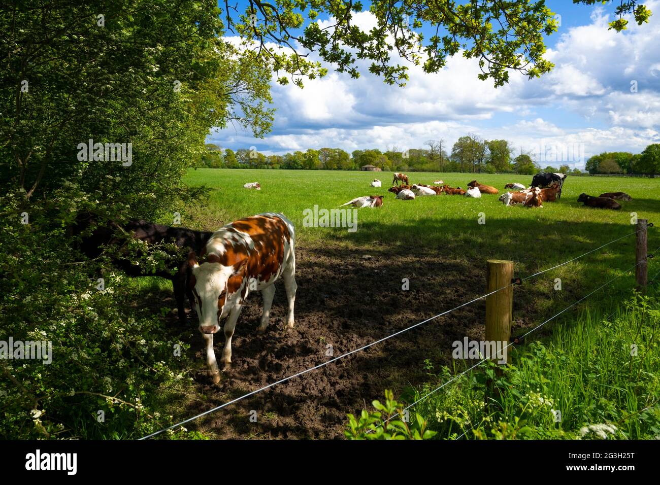 Herd of red and white friesian holstein cattle cows grazing on grassland meadow in a farmers field North Yorkshire England UK United Kingdom Britain Stock Photo