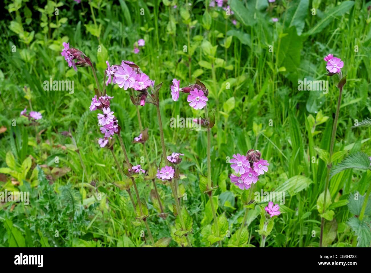 Wildflowers uk hires stock photography and images Alamy