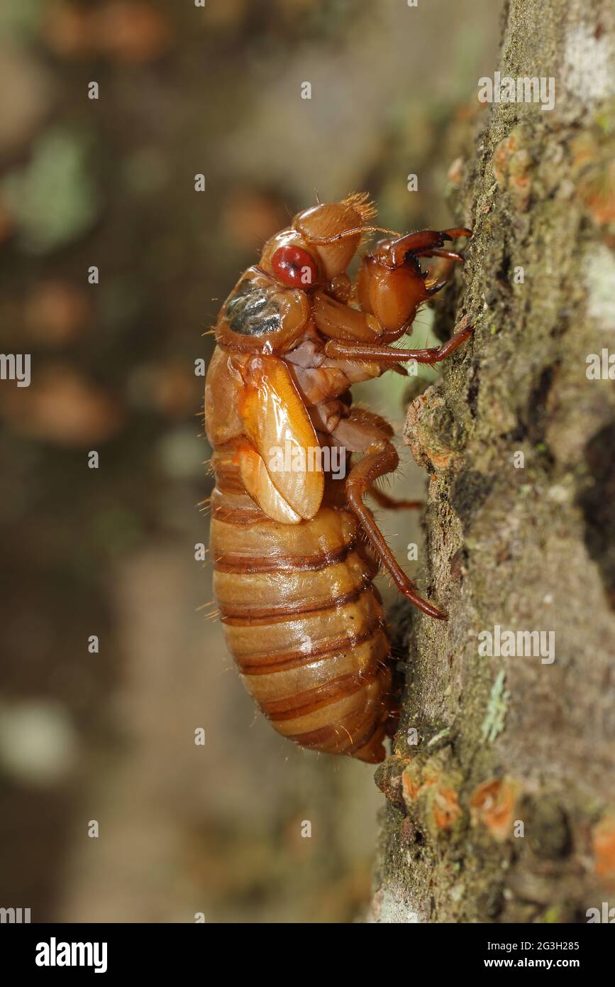 Periodical cicada, Magicicada septendecim, 17-year periodical cicada, recently emerged larva, Maryland, June 2021 Stock Photo