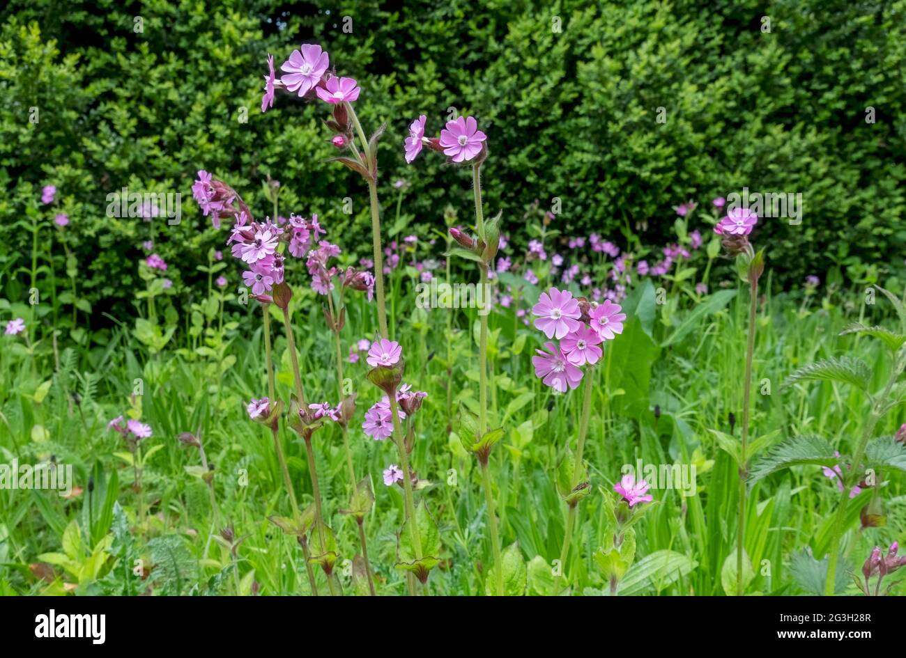 Close up of red campion wild flower wildflowerwildflowers flowers flowering growing in spring England UK United Kingdom GB Great Britain Stock Photo