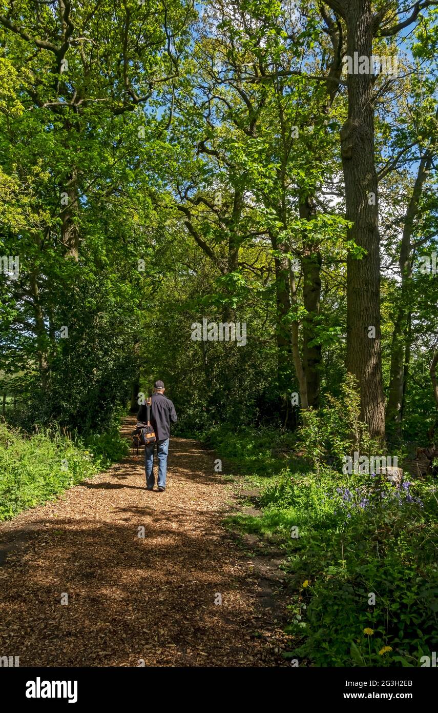 Man walking along woodland footpath path in spring North Yorkshire England UK United Kingdom GB Great Britain Stock Photo