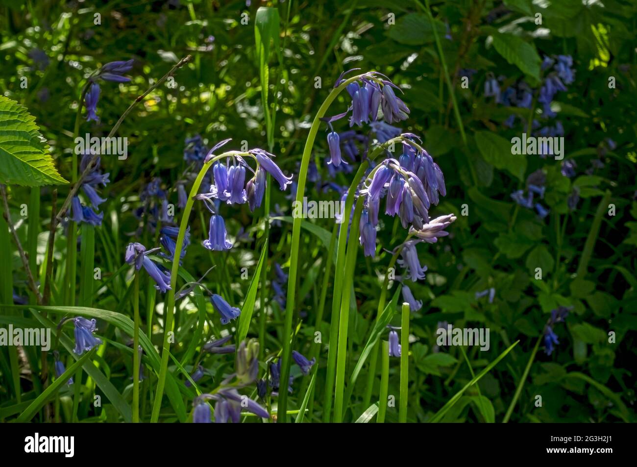 Close up of wild bluebells flower flowers wildflowers flowering growing in woodland in spring England UK United Kingdom GB Great Britain Stock Photo