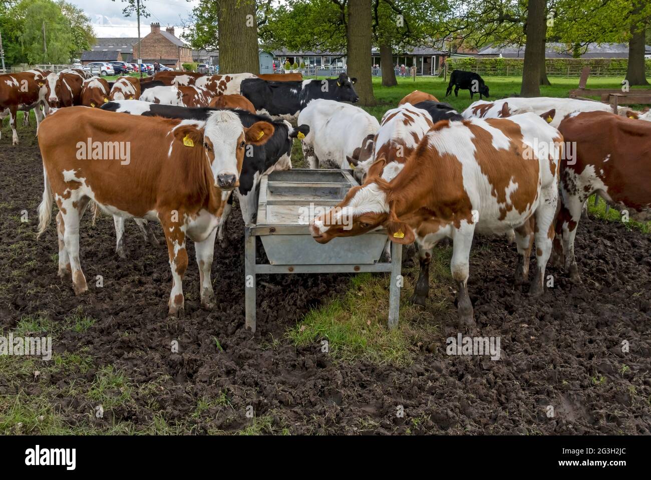 Cattle feeding trough hires stock photography and images Alamy