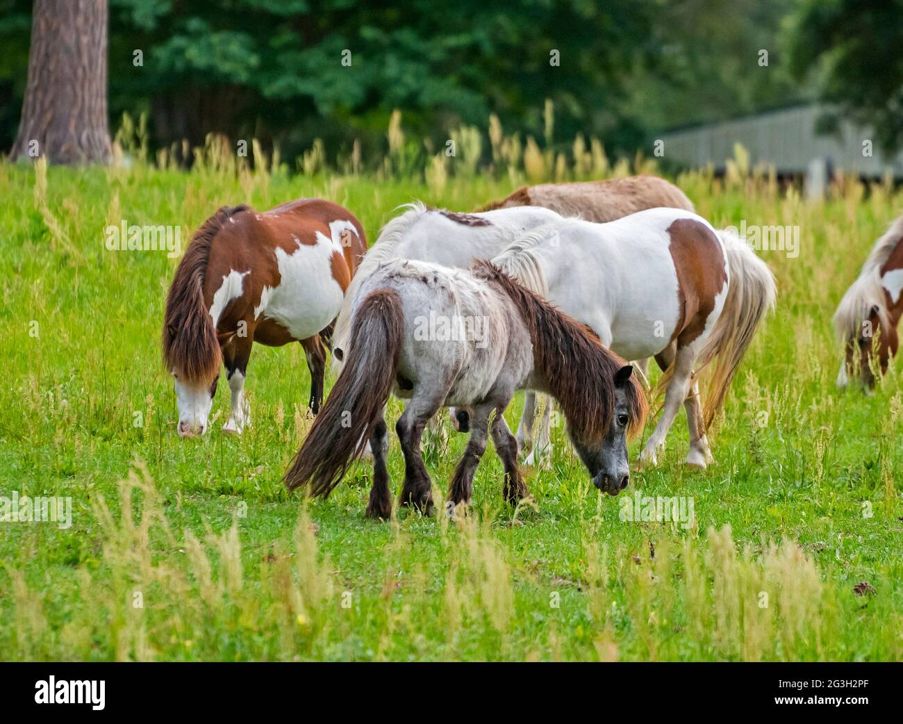 Miniature horses grazing in a pasture in North Central Florida. Stock Photo
