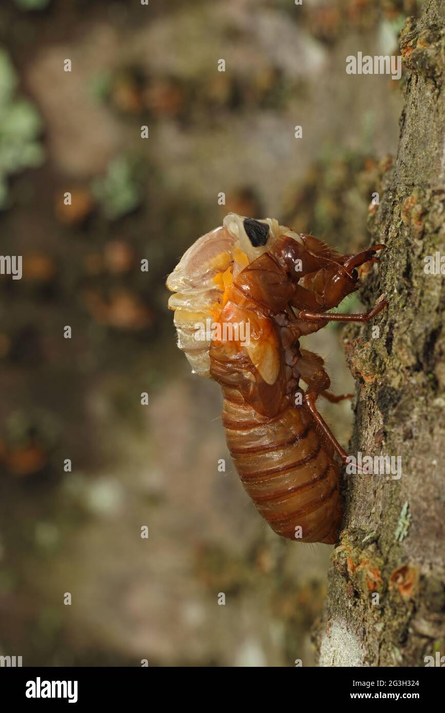 Periodical cicada, Magicicada septendecim, 17-year periodical cicada, teneral adult Brood X cicada, molting, Maryland, June 2021 Stock Photo