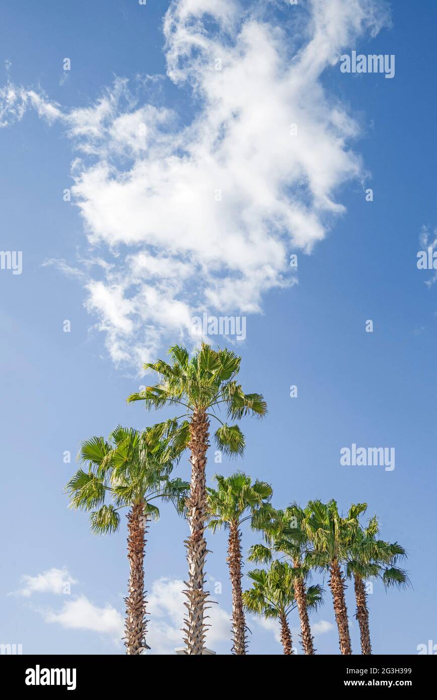 Stately Sabal Palm Trees, the State Tree of Florida, at a Lowes Store