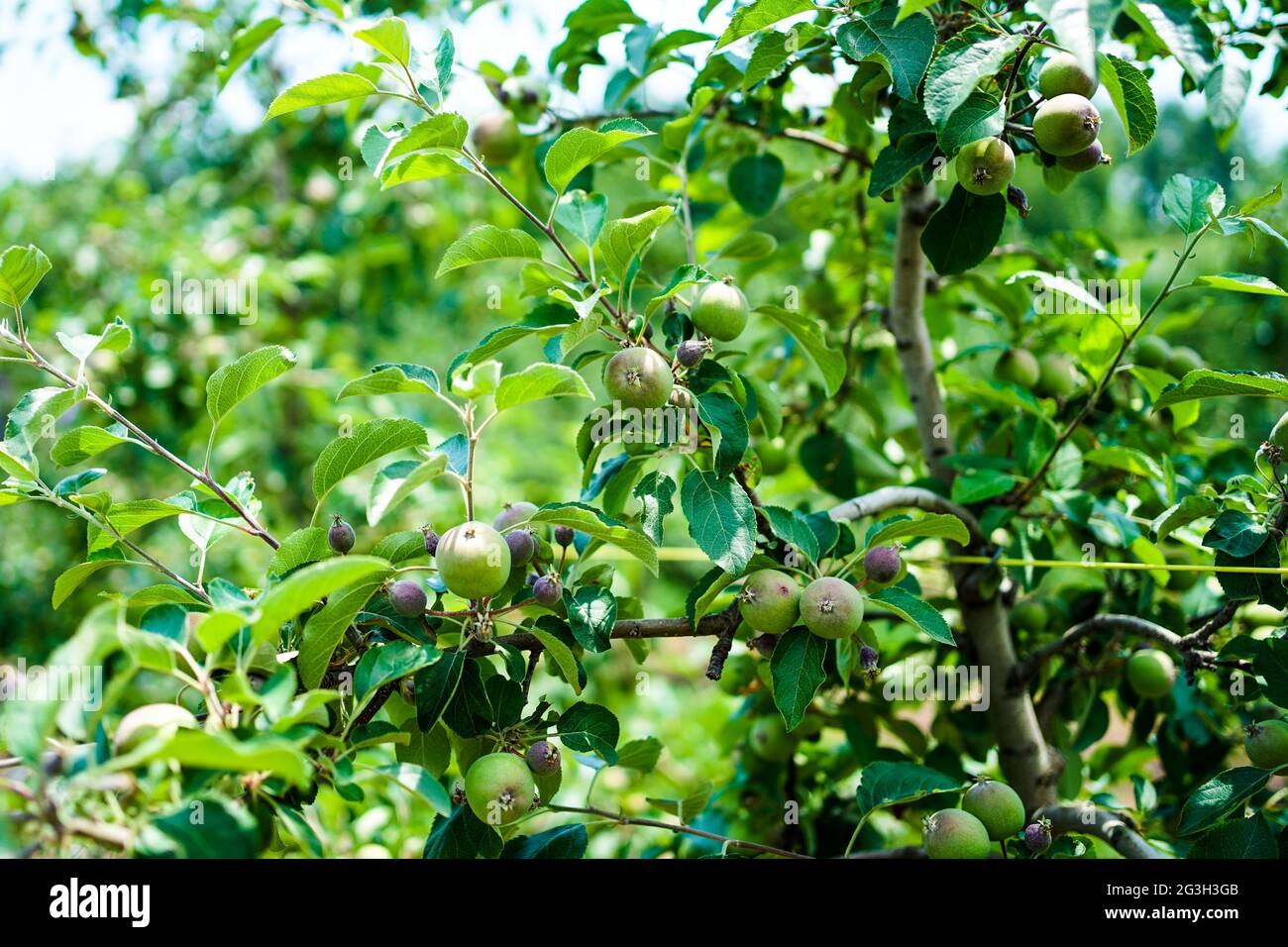 Fuji Apple Trees Stock Photo Alamy