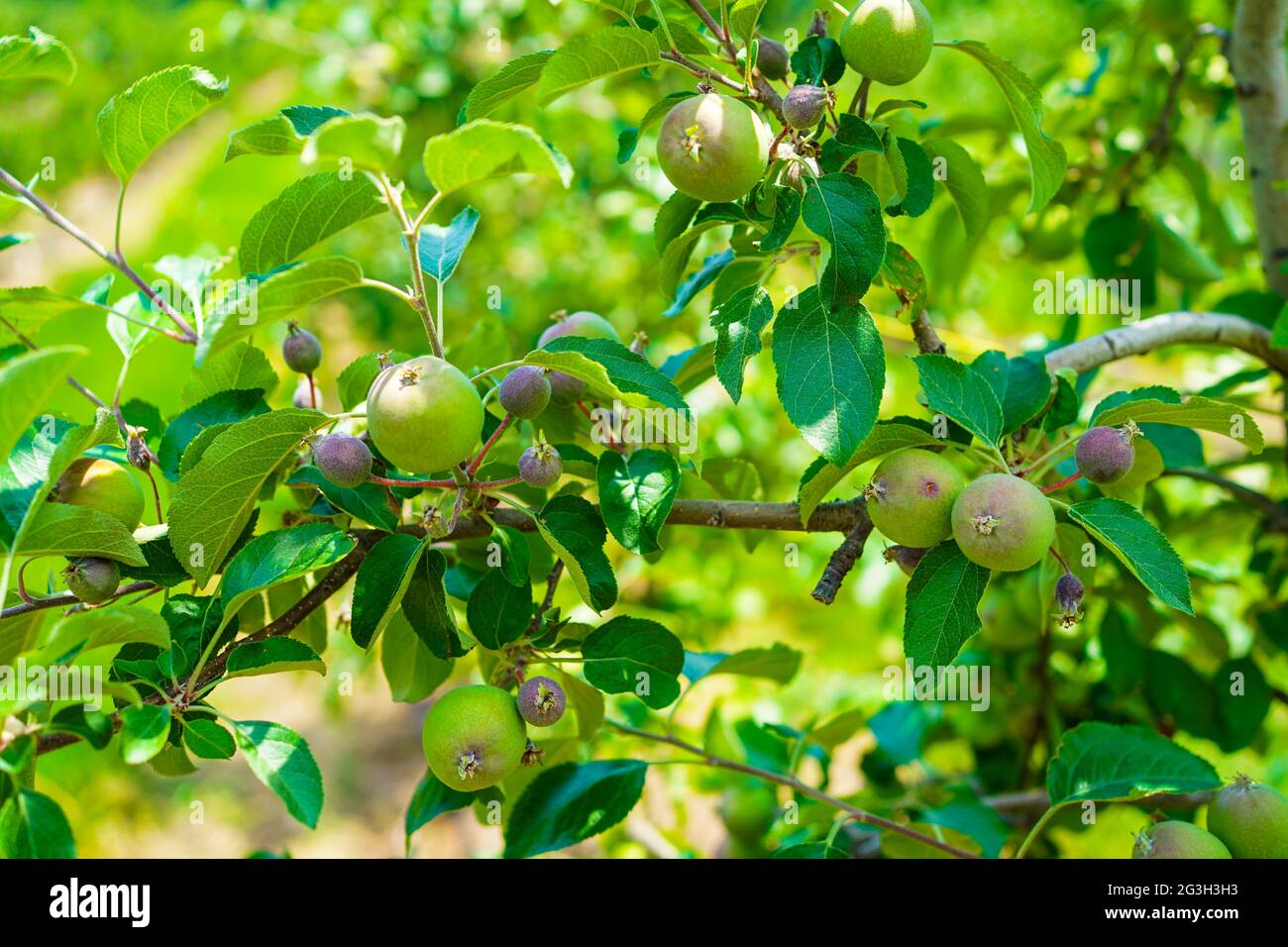 Fuji Apple Trees Stock Photo Alamy