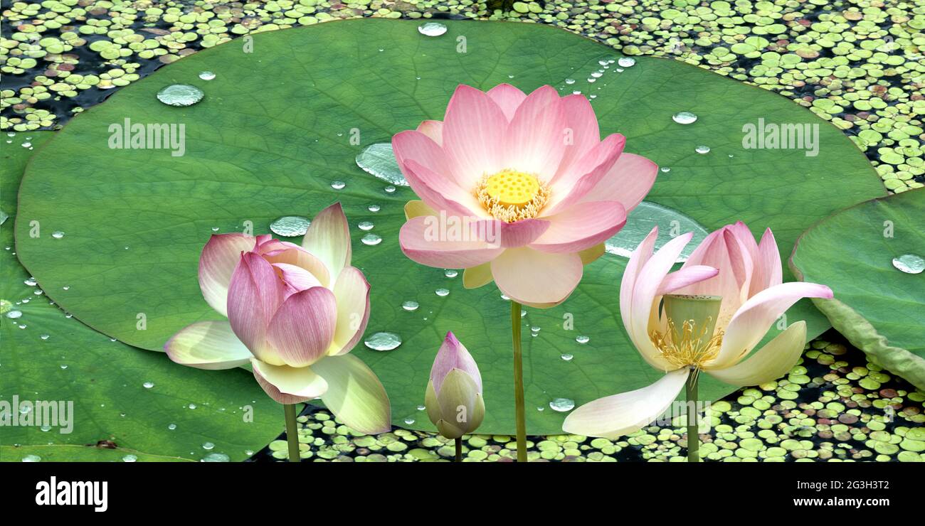 Sacred blue lily Stock Photo Alamy