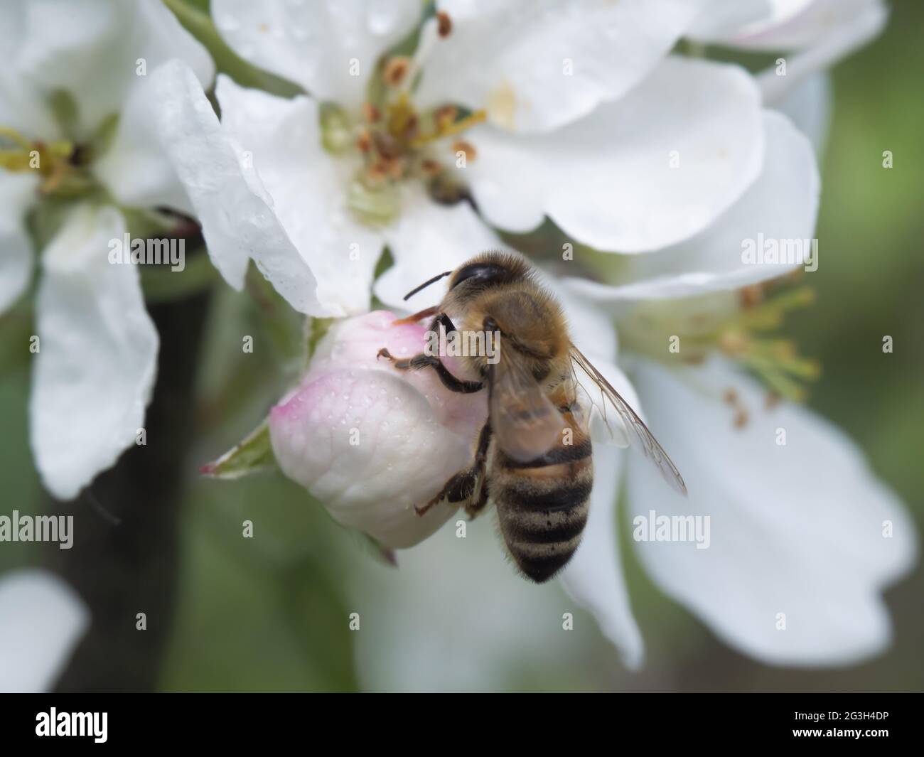 Honey bee on cherry tree blossom flower. close-up shot Stock Photo