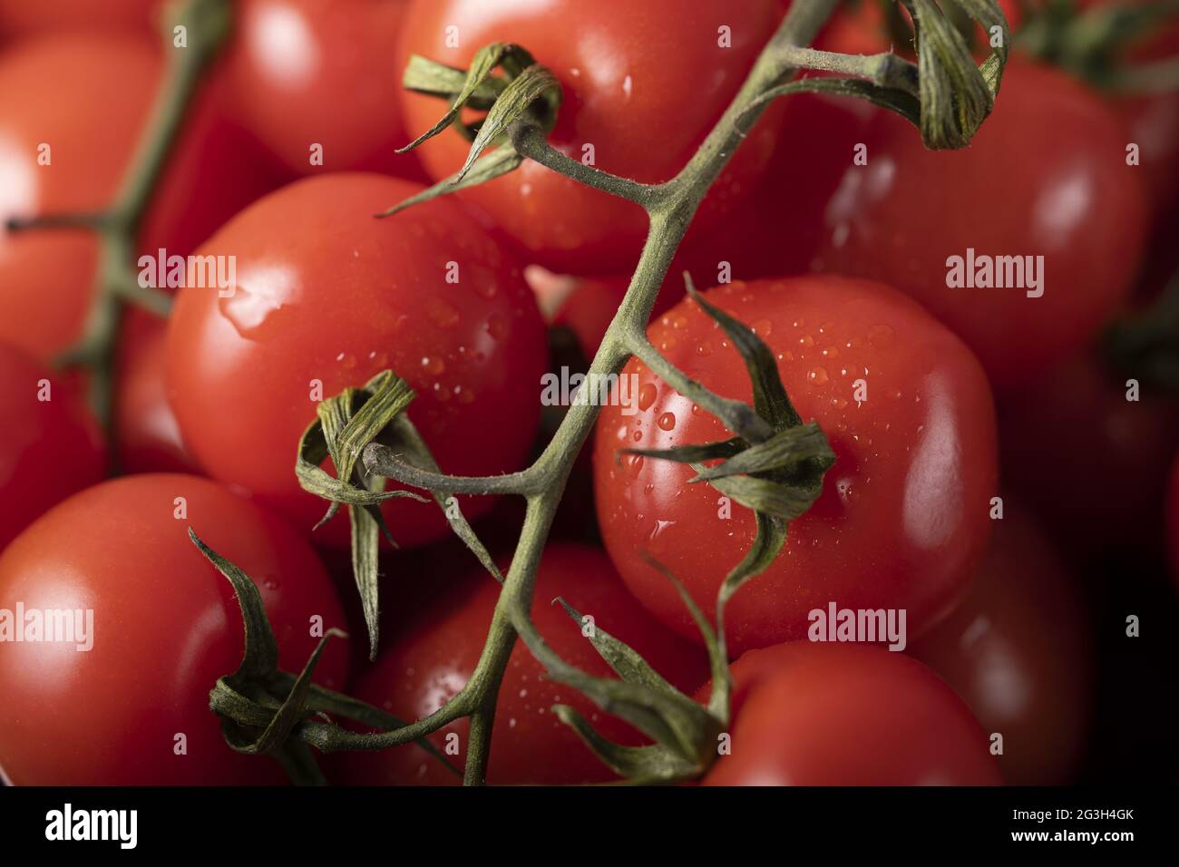 Closeup shot of a bunch of red ripe tomatoes with water droplets Stock ...